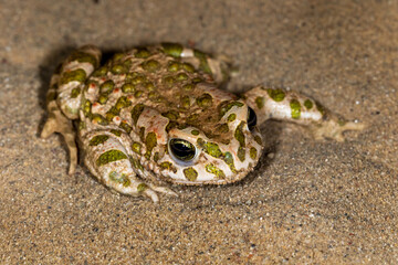 Obraz premium Portrait of the green toad (Bufo viridis) on a sand