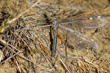 An ant-lion (Myrmeleon) laying the eggs in the sand in Special Reserve 