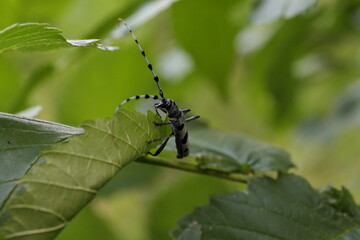  Rosalia longicorn (Rosalia alpina) or Alpine longhorn beetle