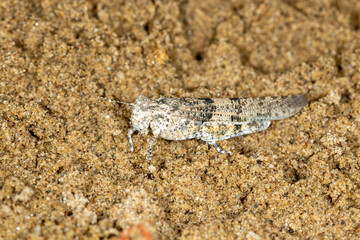 Macro portrait of the grasshoppers Sphingonotus caerulans on sand, Special Reserve 