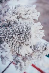 frost and snow on pine branches