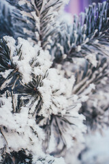 frost and snow on pine branches