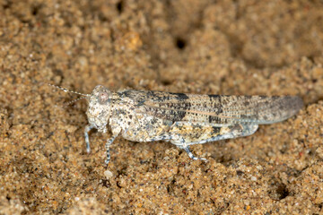 Macro portrait of the grasshoppers Sphingonotus caerulans on sand, Special Reserve 