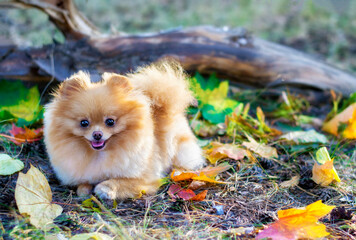 Pomeranian puppy in the autumn Park.