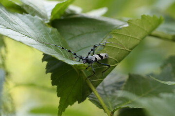 Rosalia longicorn (Rosalia alpina) or Alpine longhorn beetle