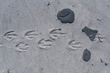 Penguin tracks in the sand, Falkland Islands