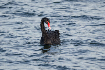 BLACK SWAN - Wild bird on the water