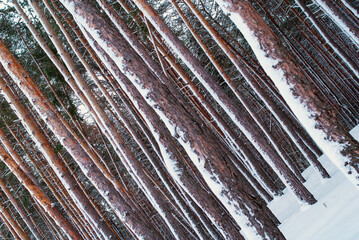 Snowy winter in the forest.
Beauty of pine trees in winter.