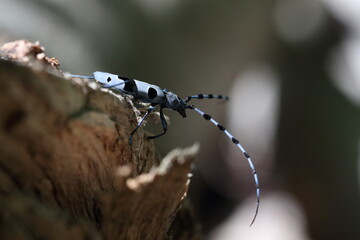  Rosalia longicorn (Rosalia alpina) or Alpine longhorn beetle
