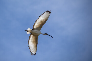 Flight Control