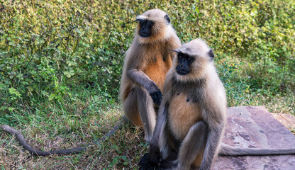Two long-tailed macaques sitting on the ground