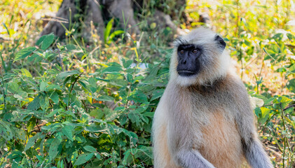 Monkey sitting on the ground