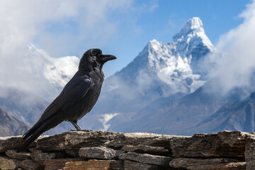 Black raven in Himalayas posing in front of Ama Dablam mountain on Everest base camp trek.