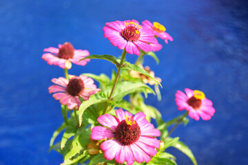 flowers in the garden