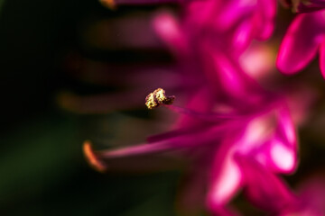 Detalle de pistilo de flor