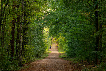 Fototapeta premium A walk in the woods