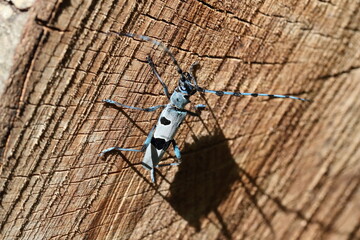  Rosalia longicorn (Rosalia alpina) or Alpine longhorn beetle