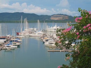 Branch of blooming pink white bougainvillea in a foreground. Yachts are moored in the bay at the pier. Green hill on the horizon. Boats in a harbor. Panoramic views of the sea, water, land. Sailboat