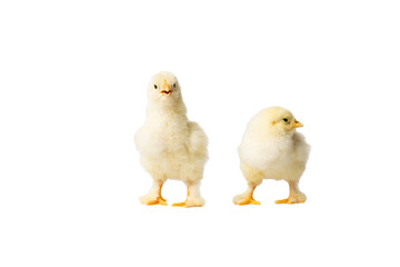 Young fluffy yellow Easter Baby Chickens standing Against White Background