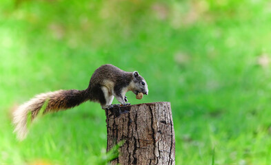 Cute squirrel eats nuts in the forest. Squirrel in the forest