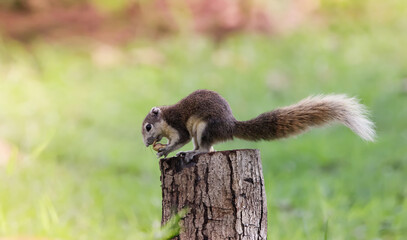 Cute squirrel eats nuts in the forest. Squirrel in the forest