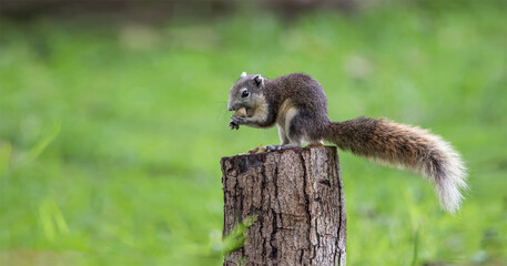 Cute squirrel eats nuts in the forest. Squirrel in the forest