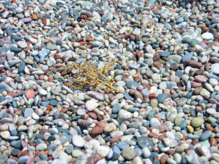 Beautiful galna on the beach in the Mediterranean. Texture. Many multi-colored stones