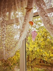 View of window and yellow trees