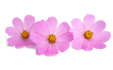 pink cosmos flower isolated