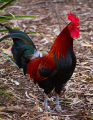 Beautiful multi coloured rooster with bright vivid colours