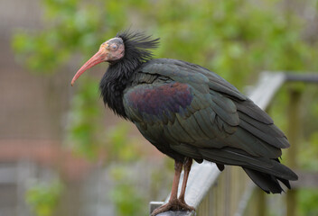 a northern bald ibis  standing , in a park - obrazy, fototapety, plakaty