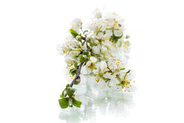 branch with plum flowers isolated on a white background