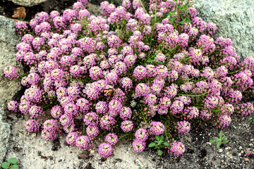 A large bouquet of beautiful flowers with white-pink petals.