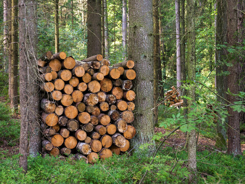 Wood logs stored between two trees in the forest
