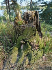 Stump with green moss