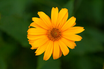 Fototapeta premium yellow flower