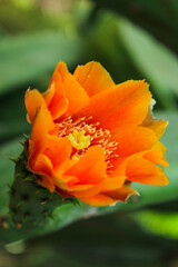 orange cactus flower. 
bright blooming cactus 
