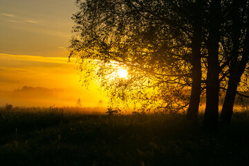 bright dawn in a foggy field and forest at the height of summer