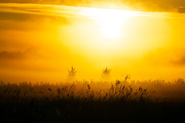 bright dawn in a foggy field and forest at the height of summer