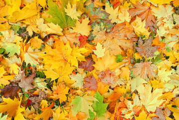 Naklejka na ściany i meble Autumn background with colorful maple leaves laying on the ground. Natural yellow leaf carpet. Foliage wallpaper, maple foliage