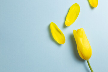 Yellow tulip flower with petals on blue background. top view, copy space