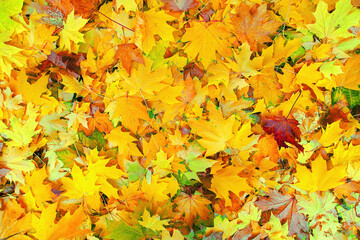 Naklejka na ściany i meble Autumn background with colorful maple leaves. Wide angle view. Maple, red, yellow foliage, indian summer background