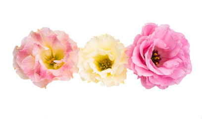 beautiful eustoma isolated