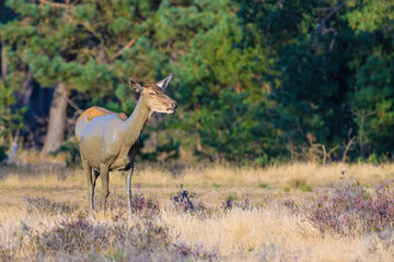 Naklejka na ściany i meble Female red deer (cervus elaphus) standing after a mud bath. Red deer at the veluwe.