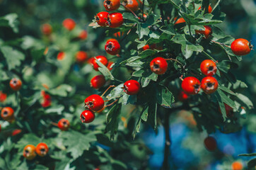 Red ripe berries of hawthorn branches with dark green leaves.