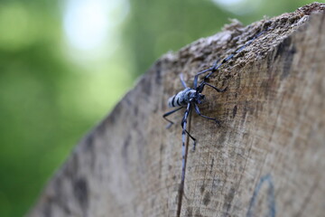 Rosalia longicorn (Rosalia alpina) or Alpine longhorn beetle