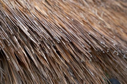 Water droplets on the vetiver roof
