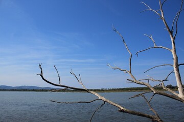 bare branches on the lagoon of Orbetello frame the lagoon landscape - blue sky is reflected on the surface of the water