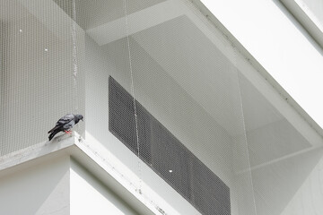 Close-up pigeon resting on the balcony With a net to prevent birds from living in the balcony of...