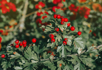 Red ripe berries of hawthorn branches with dark green leaves.